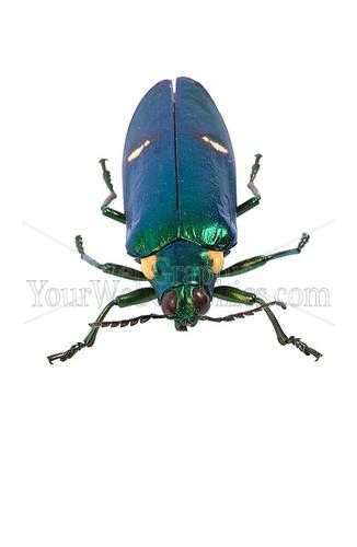 photo - beetle-17-jpg